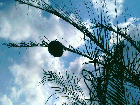 Nest_in_palm_tree