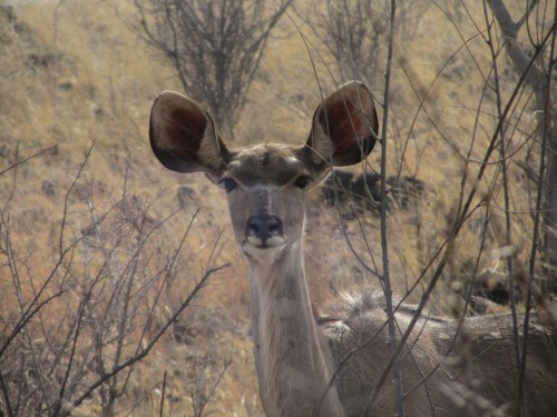 Kudu