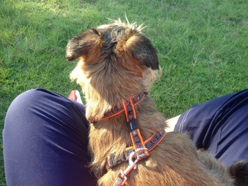 Emma on my lap, hiding from the big dogs