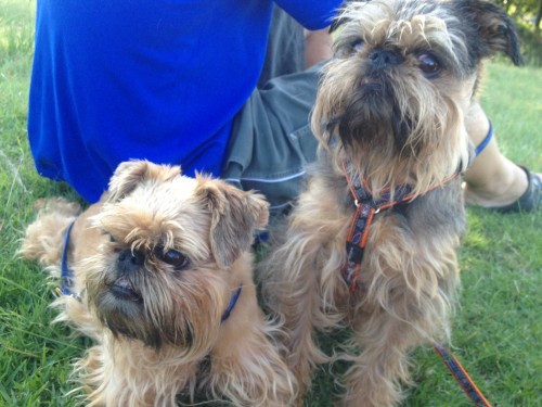 Watching the other dogs