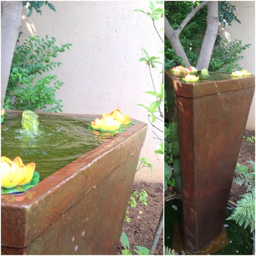 Water lily in water feature