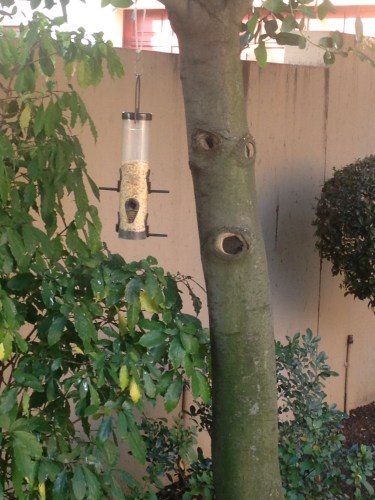 Bird feeder