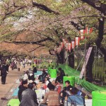 tokyo cherry blossoms