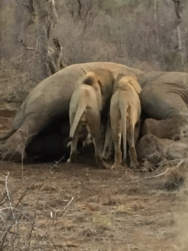 Lions eating an elephant