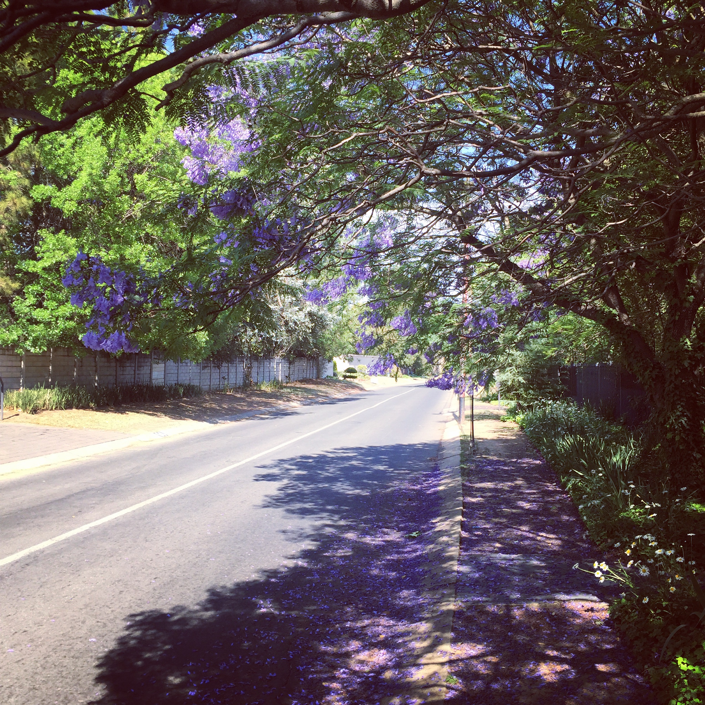 I took this beautiful pic on my long run on Sunday, a week after I got lost. I stopped to appreciate things along the way.