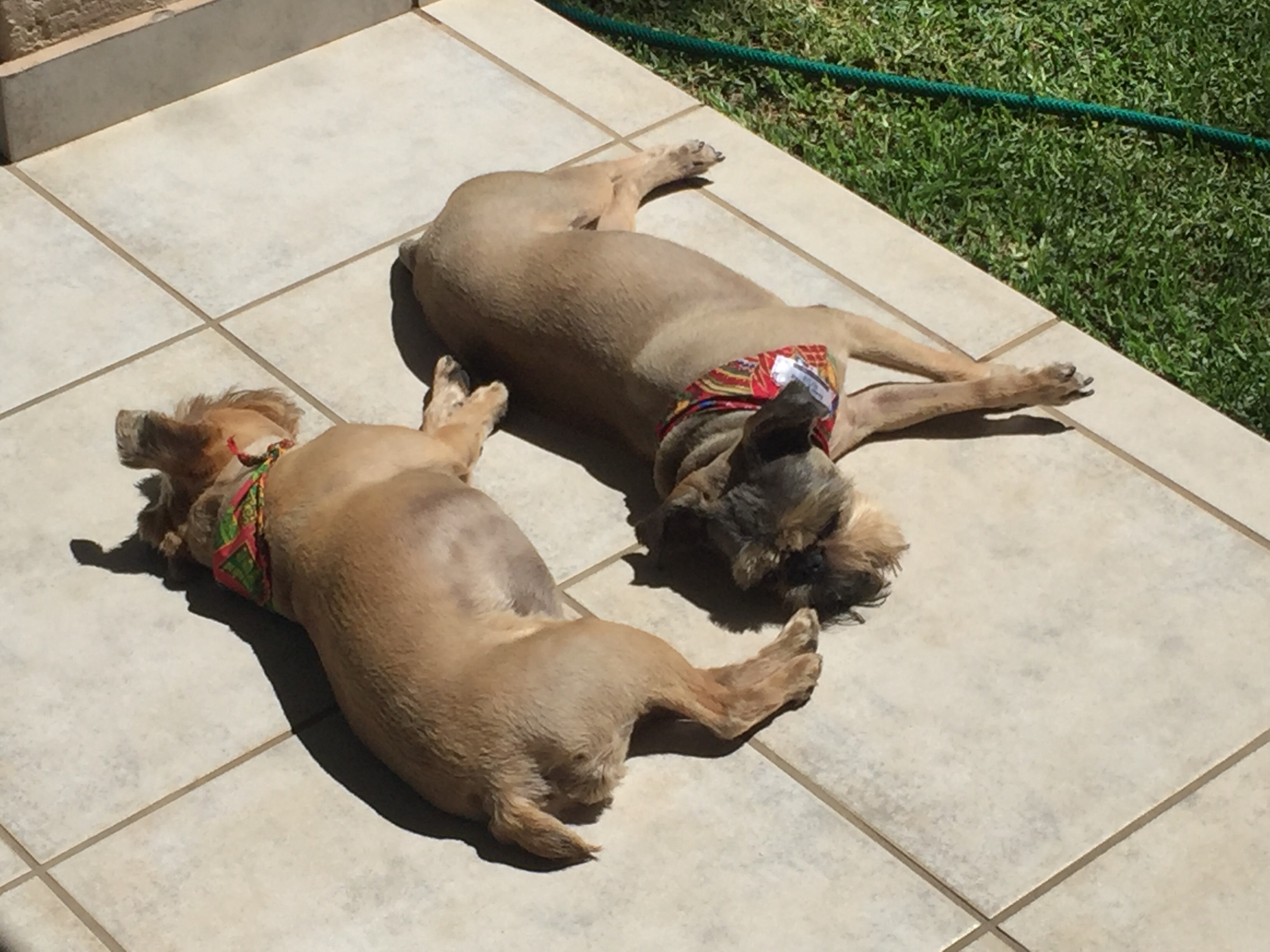 dogs sleeping in the sun