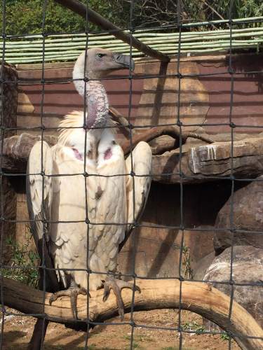Vultures Drakensberg Falcon Ridge