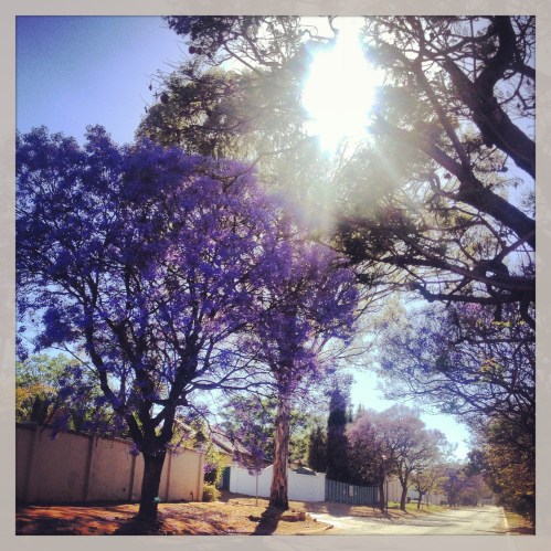 The Jacaranda trees in bloom up my street