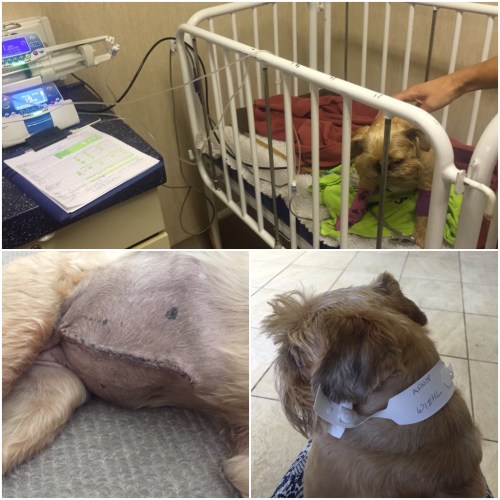 Animal hospital stitches operation