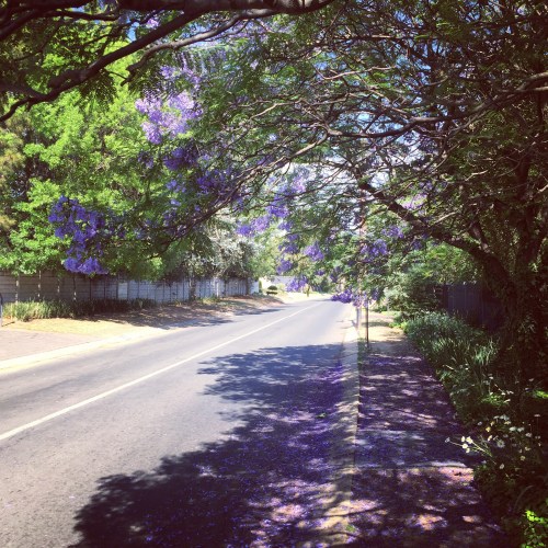 The purple carpet...