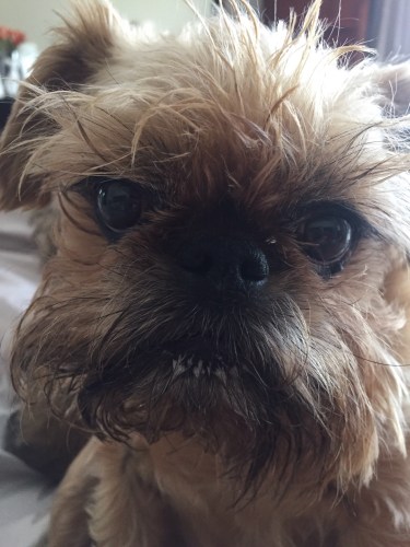 Annie Brussels griffon