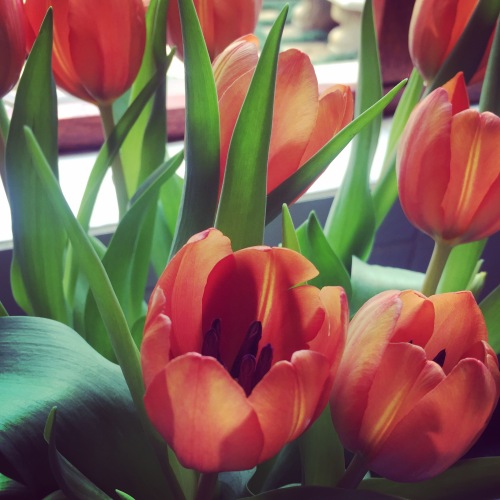 Flowers, tulips