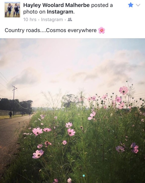 Cosmos flowers signaling the arrival of autumn