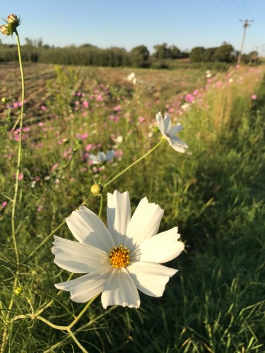 Cosmos flower in bloom