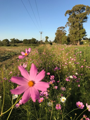 cosmos flowers in bloom