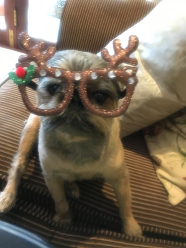 Christmas decorations on a dog